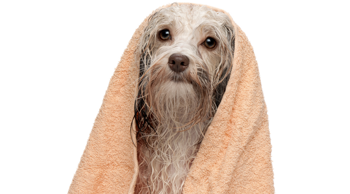 Wet towel on sales dog