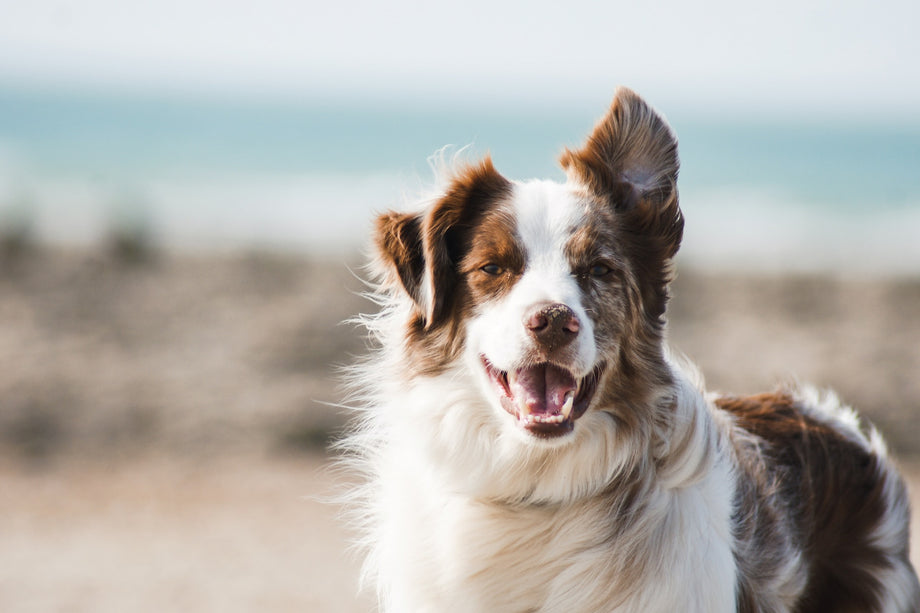 Detangling shampoo for store dogs